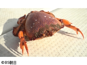 魚が食べたい! 「エビみたいなカニ!?前にも歩く謎のカニ漁に密着」