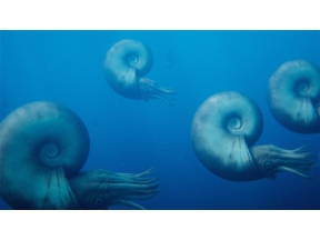 ダーウィンが来た！「恐竜時代の“陰の主役”　アンモナイト大研究」