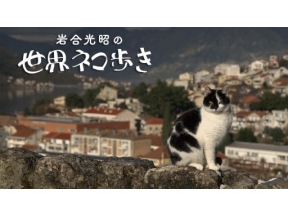 岩合光昭の世界ネコ歩き　４Ｋスペシャル　モンテネグロ
