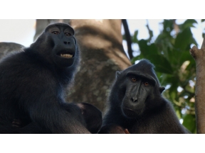 ワイルドライフ　秘密のメッセージ　生きものたちのコミュニケーション