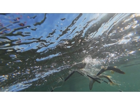 さわやか自然百景　新春特集　川の国　日本　水が紡ぐ命