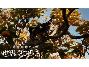 岩合光昭の世界ネコ歩き　三河