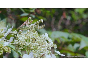 地球ドラマチック　シリーズ　中国　野生の楽園　悠久の武夷山