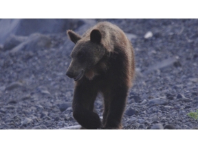 ダーウィンが来た！「最新報告　“ヒグマの楽園”の異変」