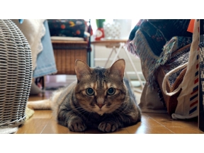 ネコメンタリー　猫も、杓子（しゃくし）も。　村山早紀と千花