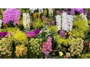 世界らん展　２０２６－花と緑の祭典－