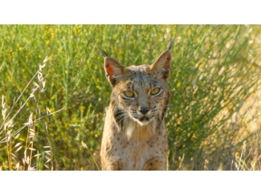 ワイルドライフ　スペイン南西部　陽光の大地を駆ける！幻のスペインオオヤマネコ