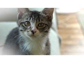 おとな時間研究所　愛する猫たち　小さな命を見つめ＜再＞