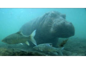 ダーウィンが来た！「強い！かわいい！カバ大百科」