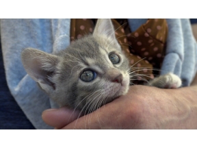 ねこ育て　いぬ育て（２２）