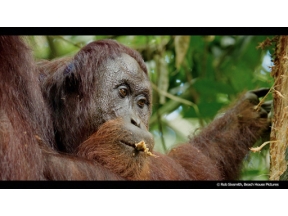 地球ドラマチック　動物たちのサバイバル術　オランウータンに学べ！