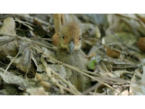 ダーウィンが来た！「シドニーで大繁栄！落ち葉で塚をつくる鳥」