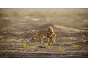 ダーウィンが来た！「幻の砂漠ライオン！孤高のメス　最後の物語」