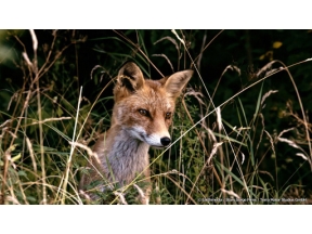 地球ドラマチック　オスロ　野生の息づく街で