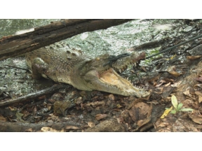 超密着！世界の凄（すご）ワザキング　オーストラリア　ワニハンター