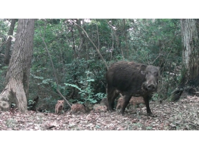 ダーウィンが来た！「長期密着・多摩川トライアングル　ついに巨獣あらわる！？」