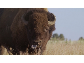 ワイルドライフ　北米イエローストーン　よみがえる草原の守護者　バイソン