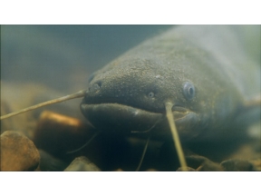 ダーウィンが来た！「徹底解明！ナマズの超能力」