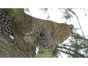 ダーウィンが来た！「忍びのワザで生きろ！ヒョウ母子」