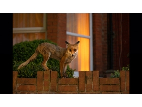 ワイルドライフ　国際共同制作　ワイルドロンドン