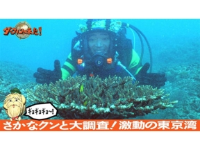 ダーウィンが来た！「さかなクンと大調査！激動の東京湾」