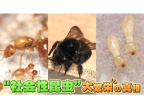 サイエンスＺＥＲＯ“社会性昆虫”大繁栄の真相