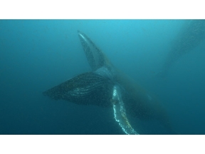 ワイルドライフ　ＳＰ　南アフリカ世界初！巨大クジラ３００頭　海に響く歌の秘密