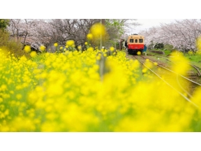 中井精也の絶景！てつたび　春風そよぐ千葉・小湊鉄道を行く！