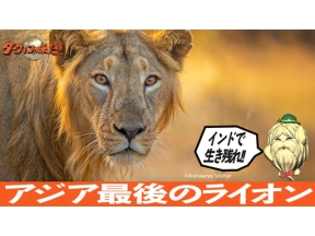 ダーウィンが来た！「インドで生き残れ！アジア最後のライオン」