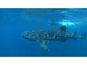 ワイルドライフ　ＳＰ　よみがえる感動「ジンベエザメ」「巨大クジラ」大集結