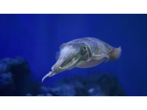 おとな時間研究所　イカに恋して