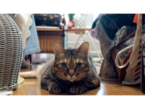 ネコメンタリー　猫も、杓子（しゃくし）も。　村山早紀と千花