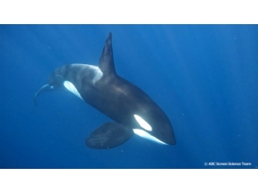 地球ドラマチック　海の「女王」シャチを追え！