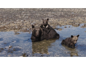 ワイルドライフＳＰ　知床半島　海に生きるヒグマ　変わりゆく“生命の楽園”