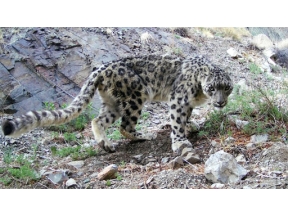 ワイルドライフ　孤高の王者ユキヒョウ　未知の素顔に迫る