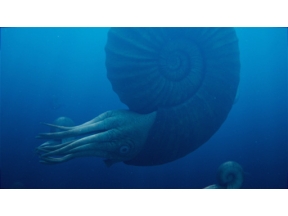 ダーウィンが来た！「恐竜時代の“陰の主役”　アンモナイト大研究」