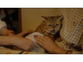 ネコメンタリー　猫も、杓子（しゃくし）も。　小路幸也とメイ