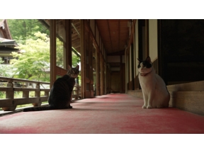 岩合光昭の世界ネコ歩き　高野山　和歌山