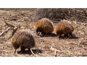 ワイルドライフ　秘密のメッセージ　生きものたちのコミュニケーション