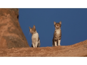 岩合光昭の世界ネコ歩き　カッパドキア～トルコ～