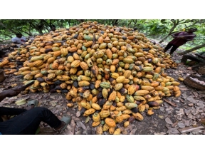 所さん！事件ですよ　クリスマスＳＰ