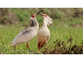 地球ドラマチック　シリーズ　中国　野生の楽園　パンダの暮らす森で
