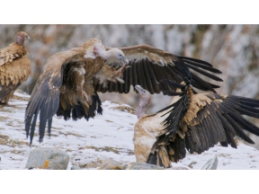 地球ドラマチック　シリーズ　中国　野生の楽園　チベット高原に生きる
