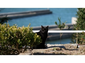 岩合光昭の世界ネコ歩き　三河