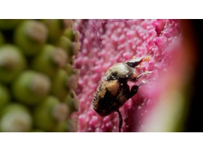 地球ドラマチック　シリーズ　中国　野生の楽園　悠久の武夷山