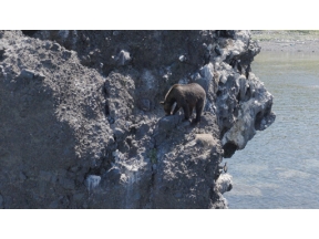 ダーウィンが来た！「最新報告　“ヒグマの楽園”の異変」