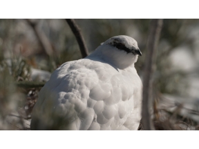 にっぽん百名山　雪をまとった“北アルプスの女王”～燕岳（つばくろだけ）～