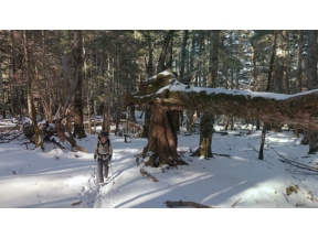 にっぽん百名山　冬の３０００ｍ峰に挑む～南アルプス・仙丈ヶ岳～