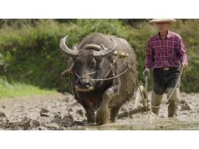 ワイルドライフ　スペシャル　国際共同制作　台湾　里山　人と生きものの記憶