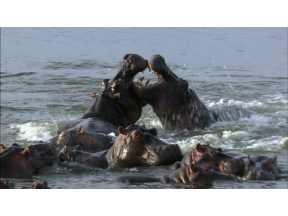 ダーウィンが来た！「強い！かわいい！カバ大百科」